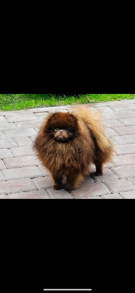 Pomeranian girl and boy puppys