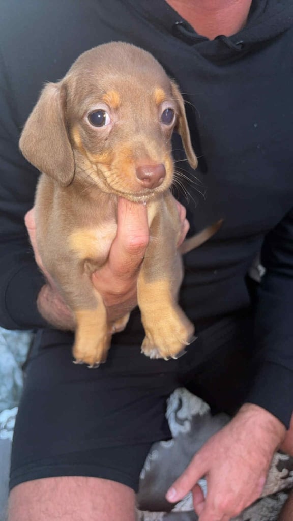 Mini dachshund