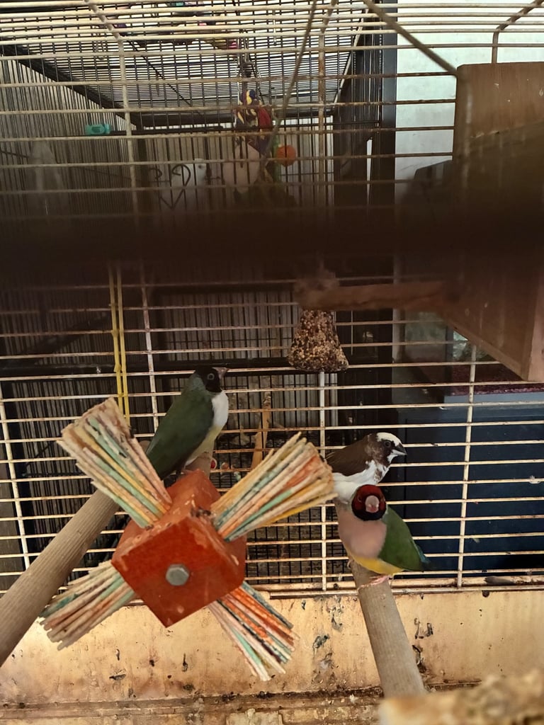 Birds and cages for sale 