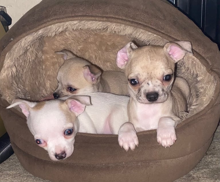 Pedigree Chihuahua puppies 