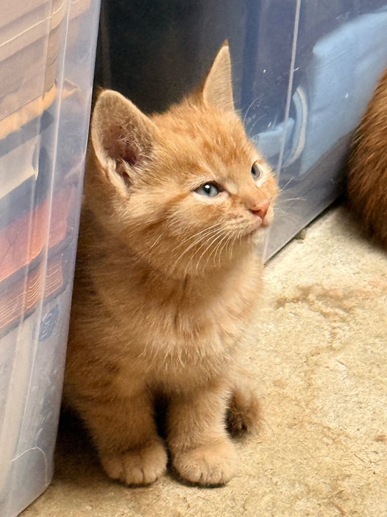 5 BSH-Mixed Kittens For Sale