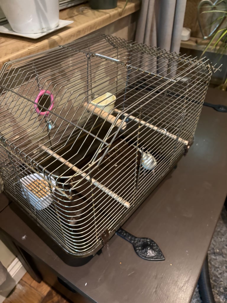 Hand tame budgie & set up 