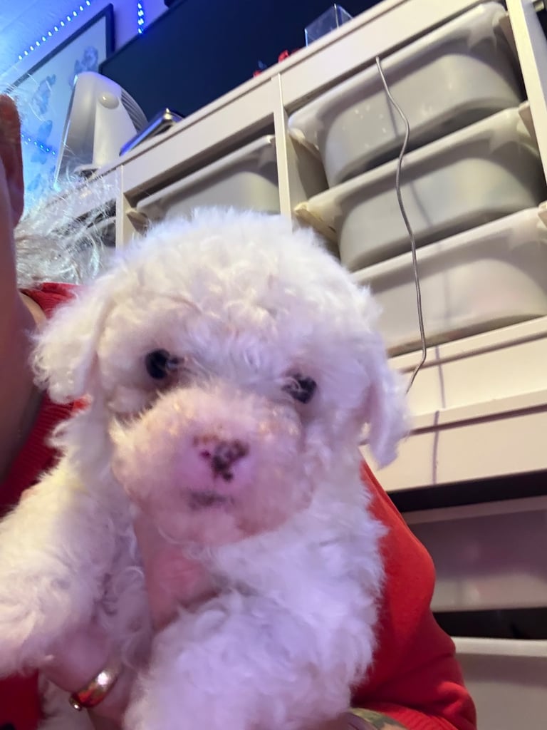 Cotton De Tulear puppies x3 looking for their forever homes