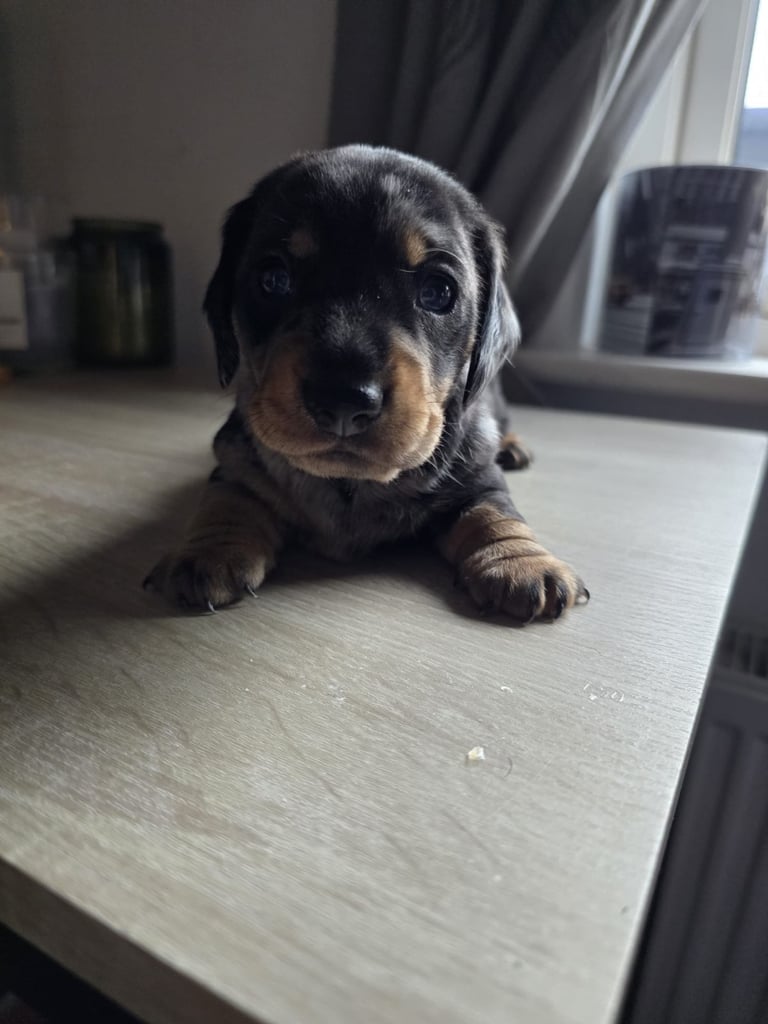 Miniature dachshund puppies