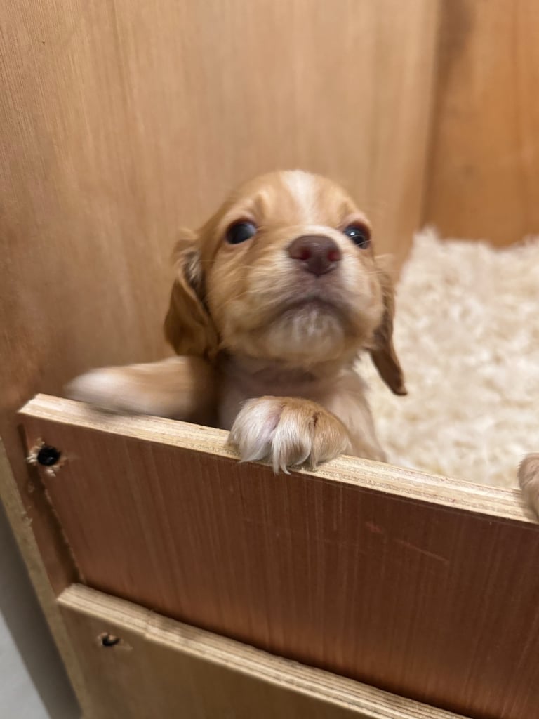 KC Cocker Spaniel Pups - ready to go sunday