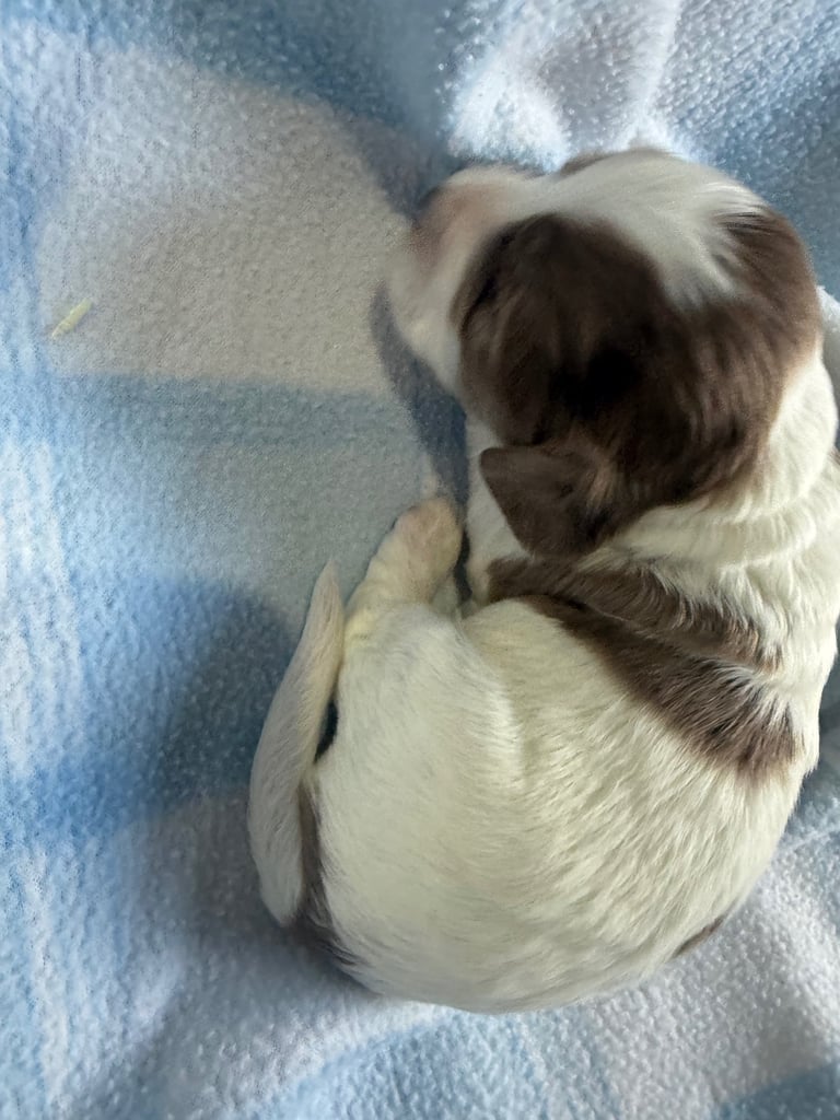 Pure cocker puppies 1 bitch left and 2 dogs left