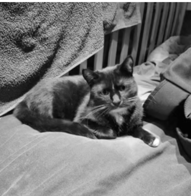 2 cats for sale must go together 