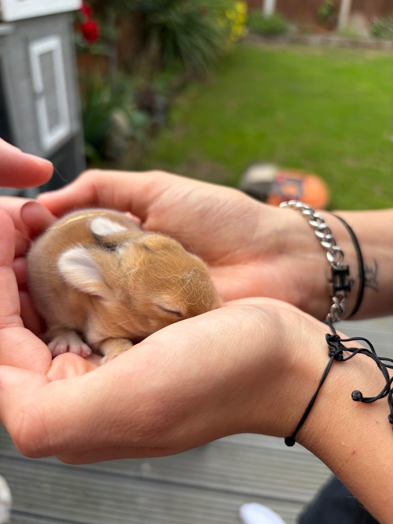 Baby bunnies for sale 