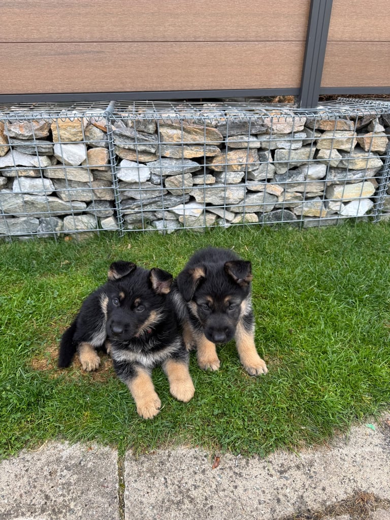 Animal Craigslist German Shepherd Dogs For Sale German-shepherd