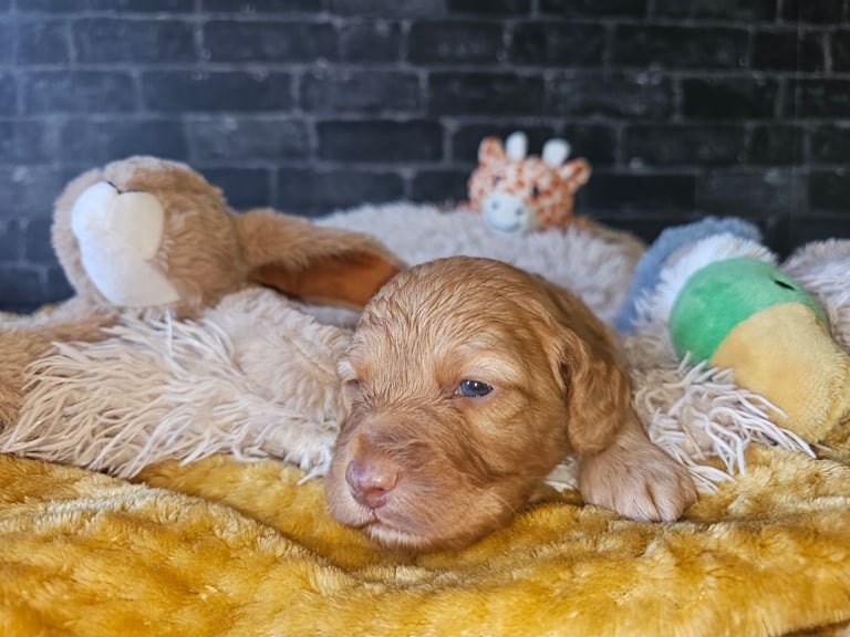 Miniature Cockerpoo Puppys