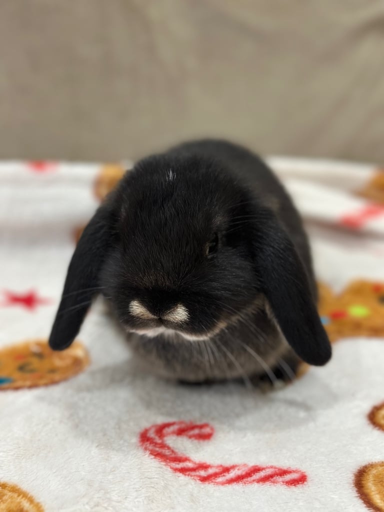 Mini lops bunnies 