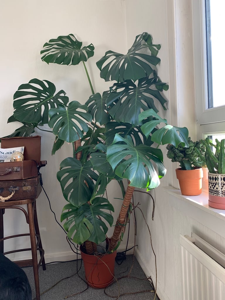 Large Monstera  (Swiss cheese plant) 6 foot tall 