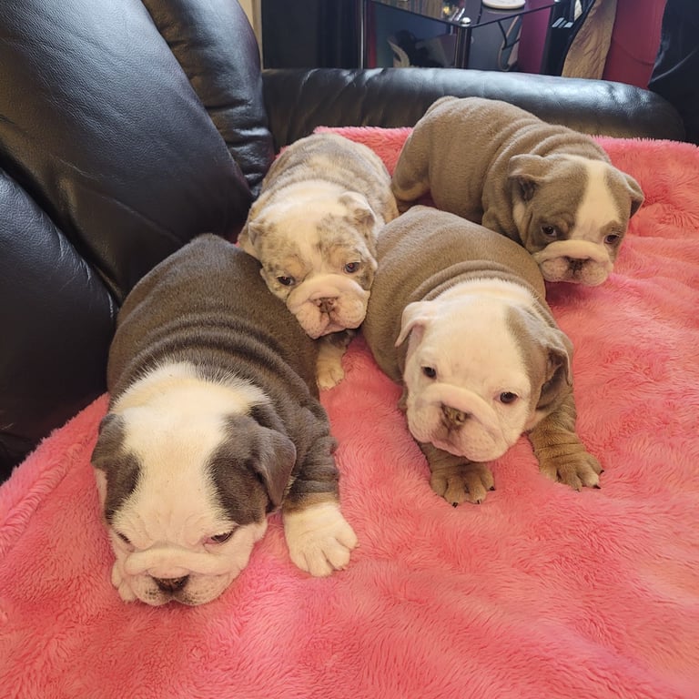 Bulldog puppies 