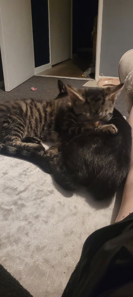 4 month old kitten tabby 