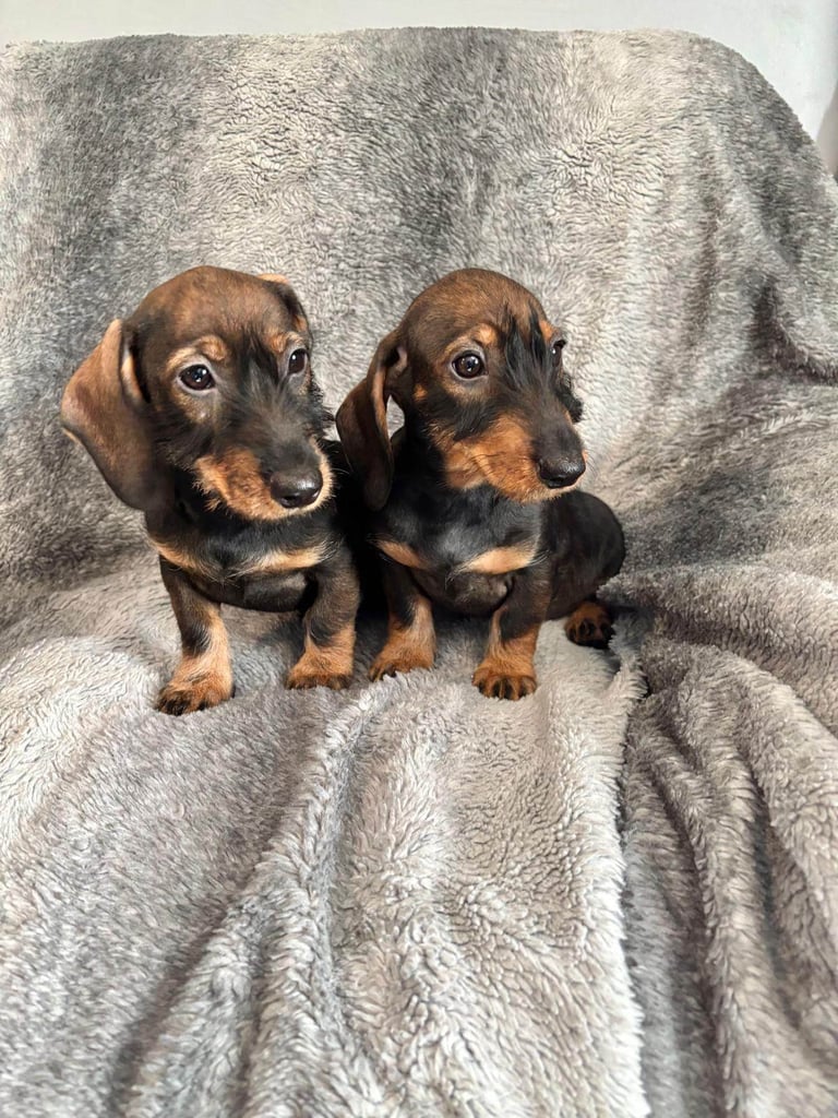 Dachshund Girls Ready Now Fully Vaccinated 