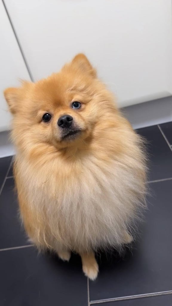 Male russian pom boy arlo