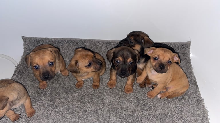 image for Jack Russell Puppies Puppy 