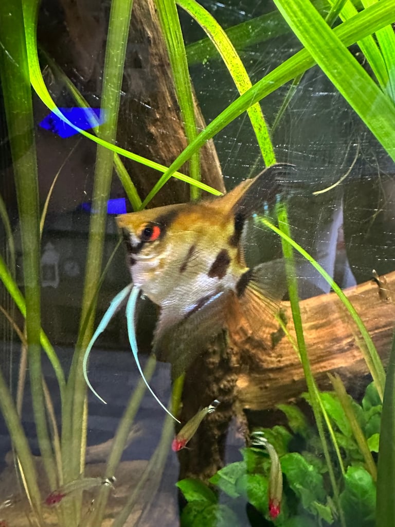 image for Tropical fish for sale