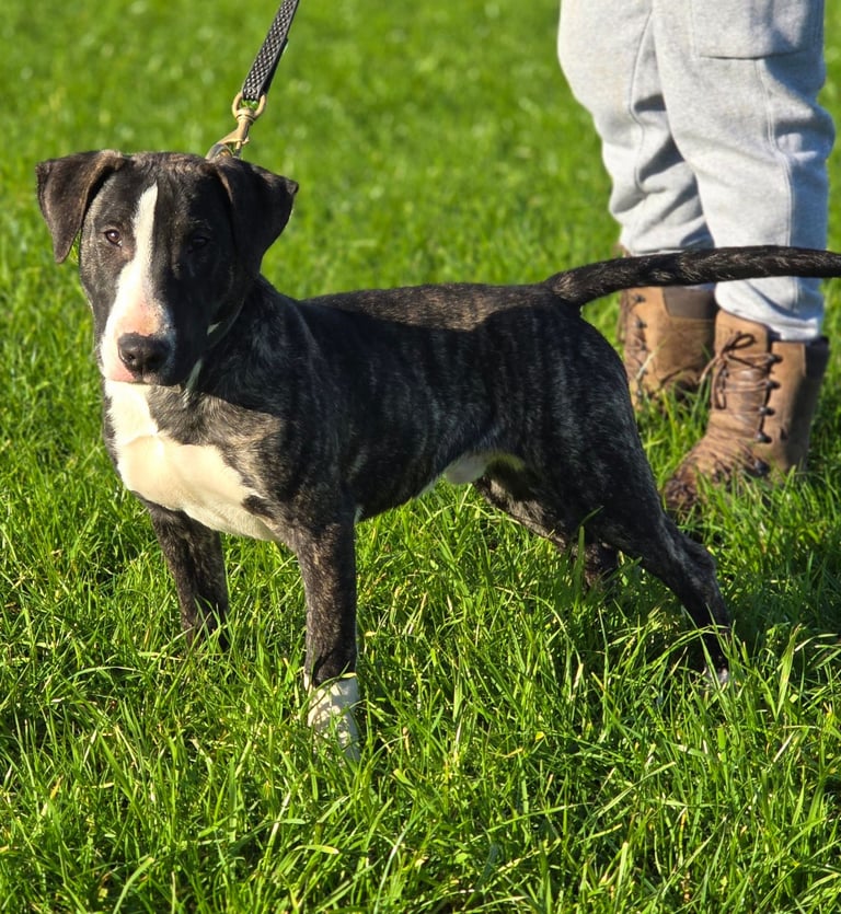 English Bullterrier Cross 6 months old