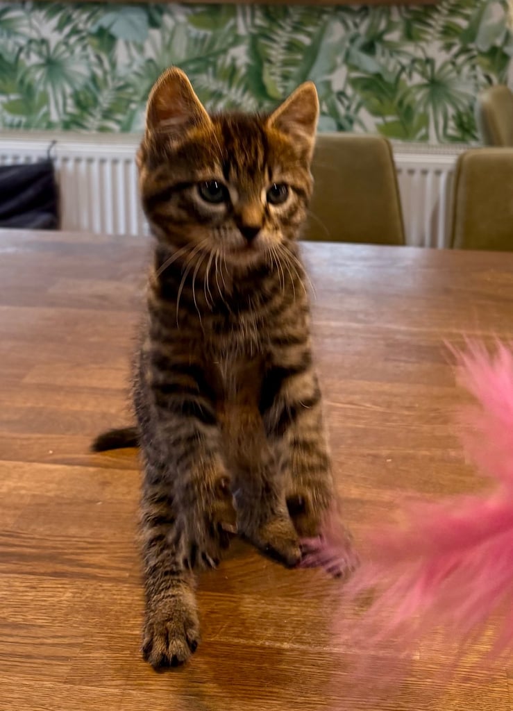 Zebra Striped Male Kitten