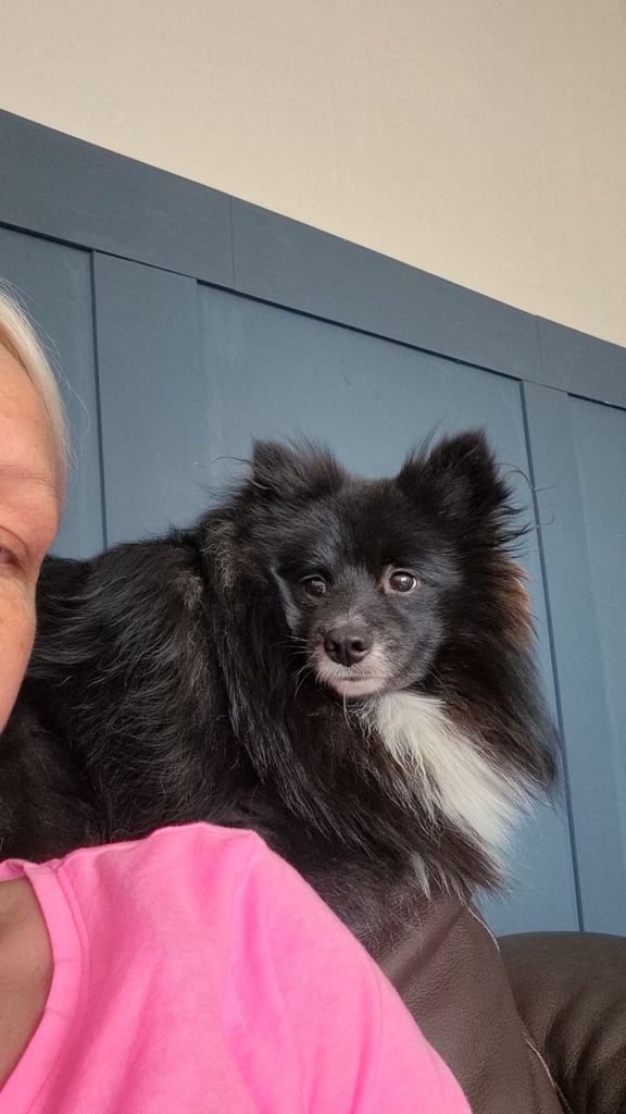 1 year old pomeranian boy