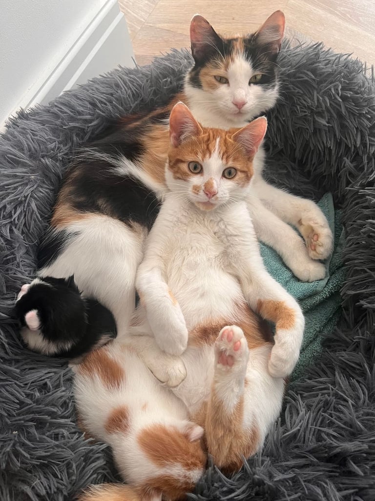 two kittens (siblings) for sale, 2 months old, £120 each