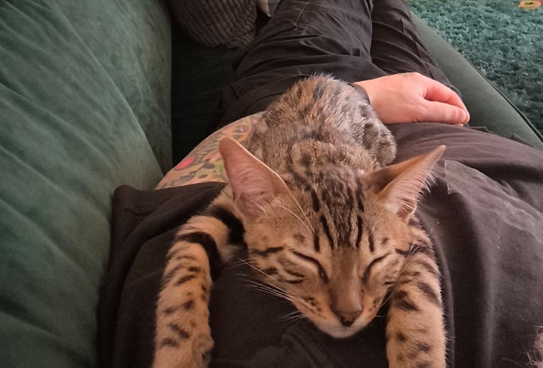 image for Bengal kitten