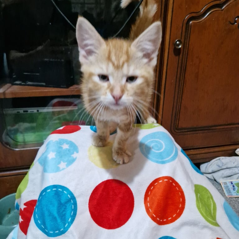 12 week kittens. 