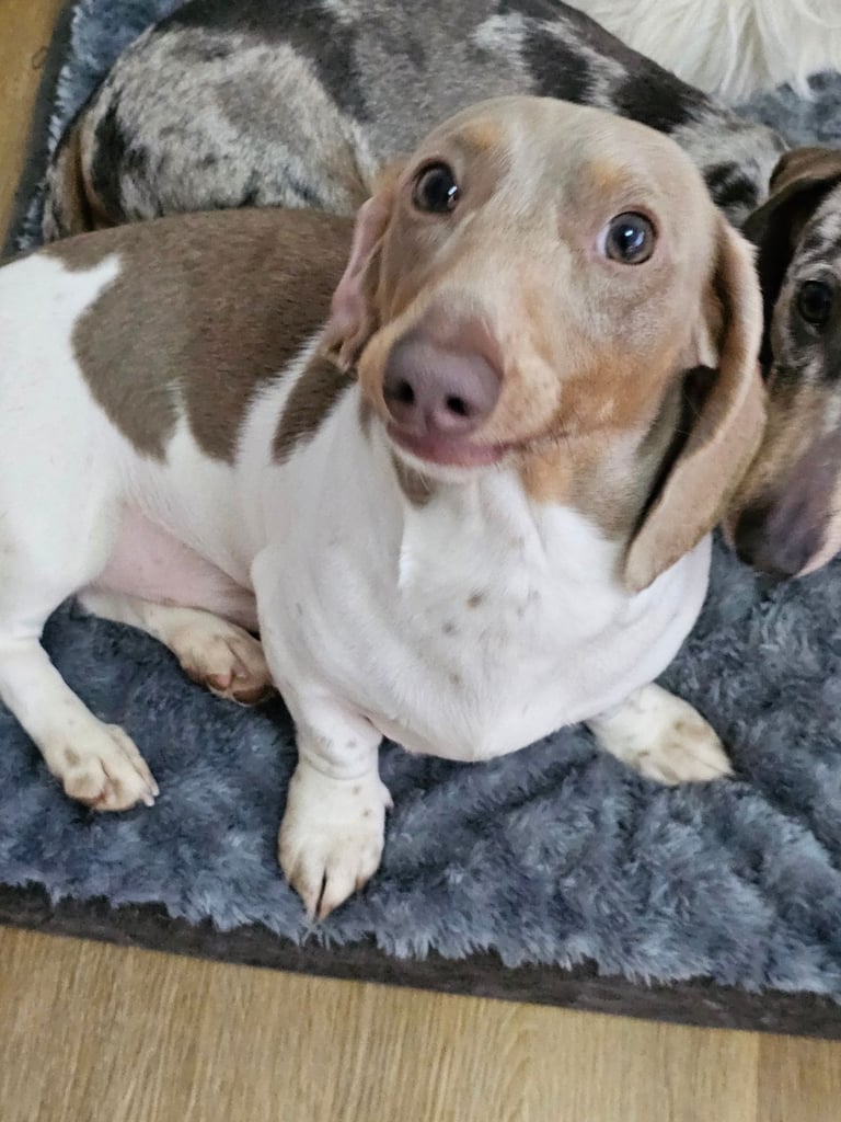 2 miniature dachshunds 