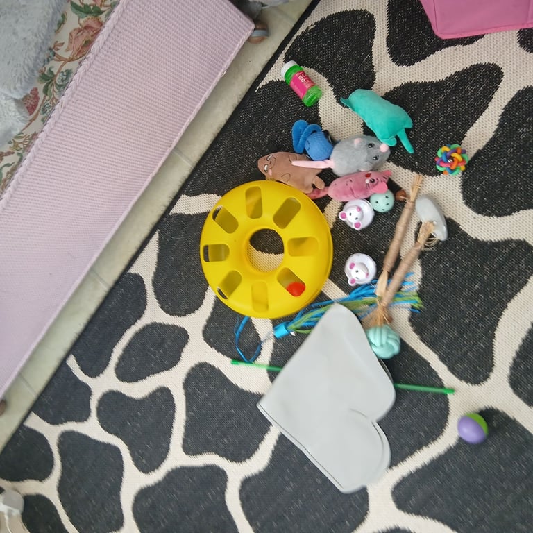 Bundle of cat / kitten items - some new.