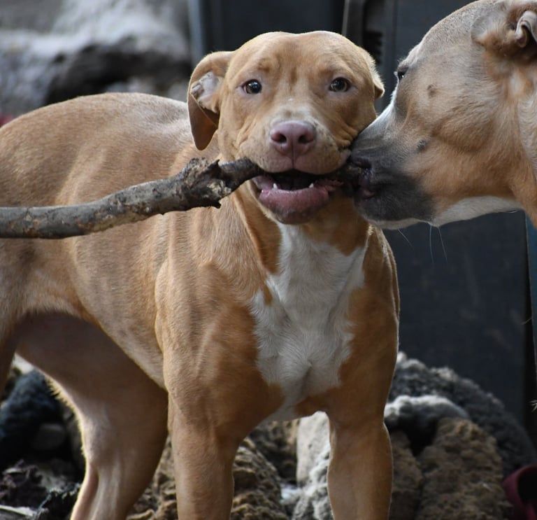 Lurcher Mix Pup age 6 months