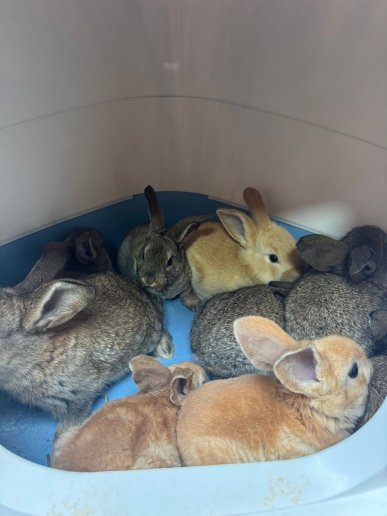 Netherland dwarf bunnies