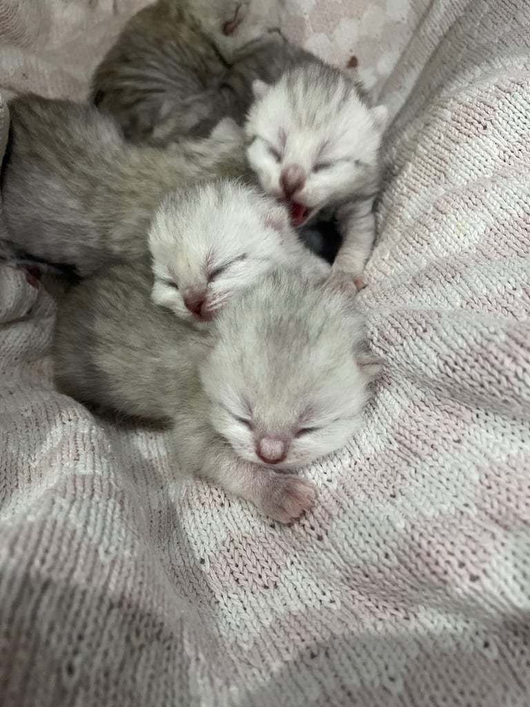 Pedigree British Short Hair Kittens