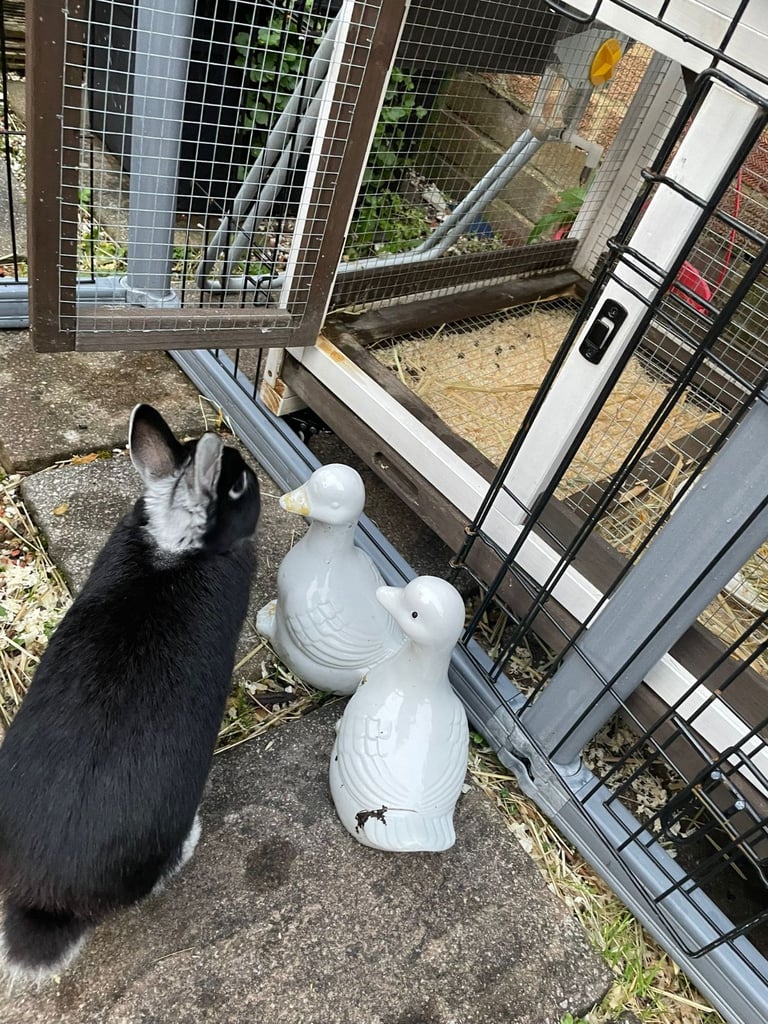 Netherland Dwarf Rabbit, including cage 
