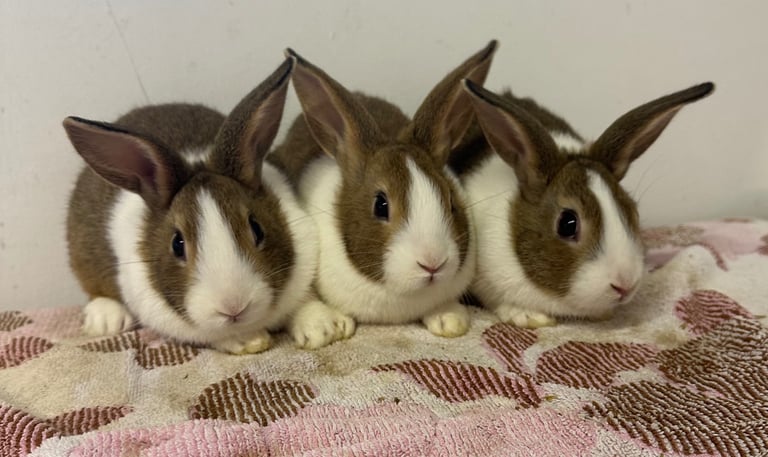 Beautiful Dutch rabbits for sale 