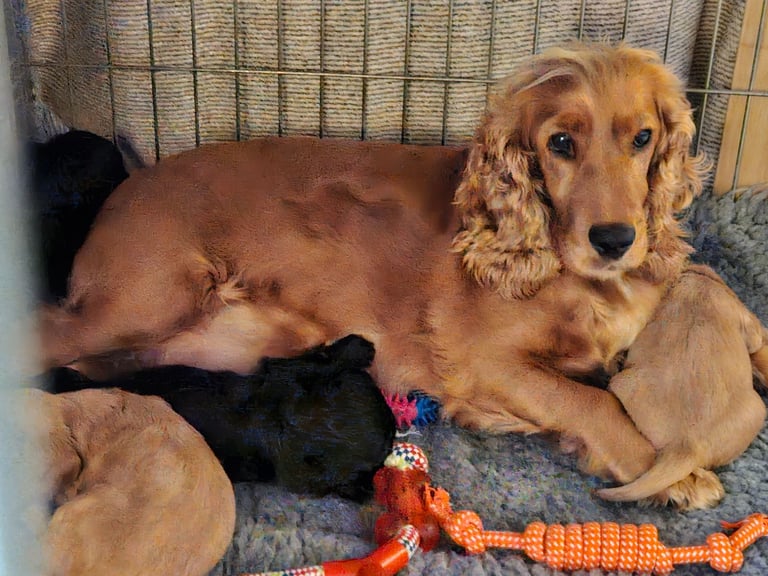 Cocker Spaniel Pups