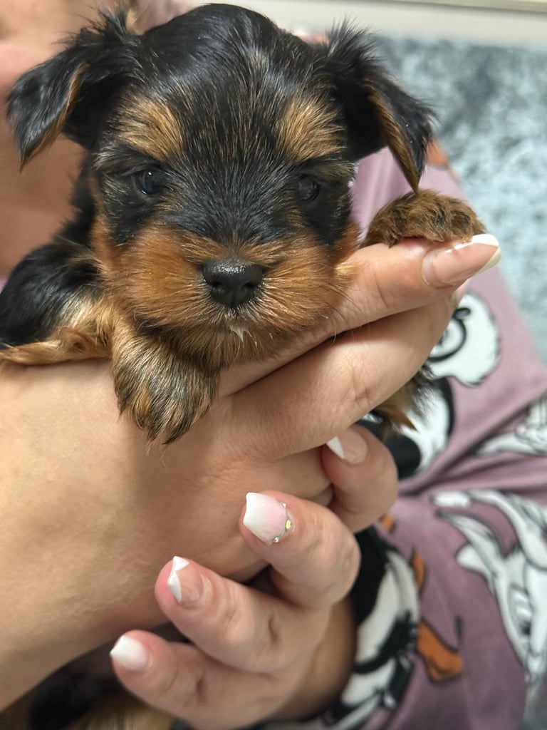 image for Mini Yorkshire Terrier