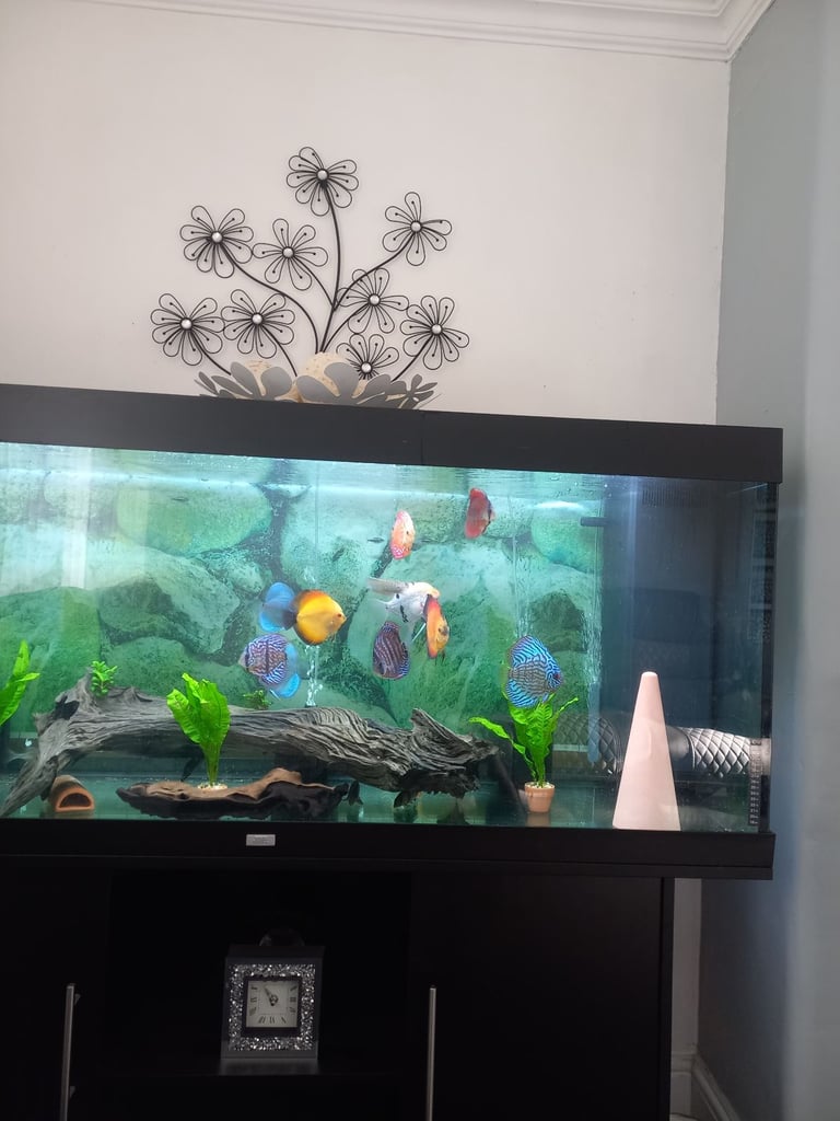 5ft juwel full set up