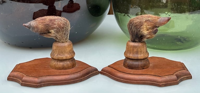 VINTAGE FRENCH TAXIDERMY WILD BOAR HOOVES COAT HOOKS, SANGLIER HOOF HUNTING RACK - WILL POST!