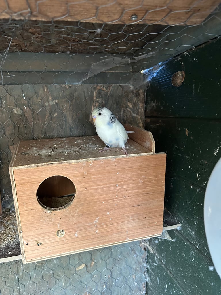 Budgies for sale 