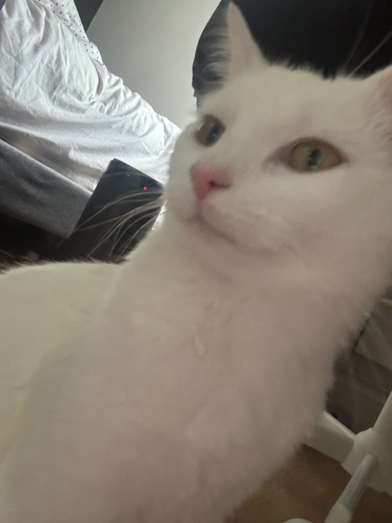 6 months old white kitten 
