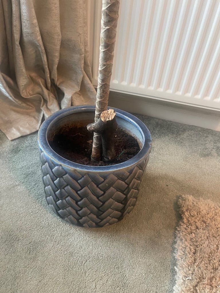 Lovely house plant in ceramic pot 