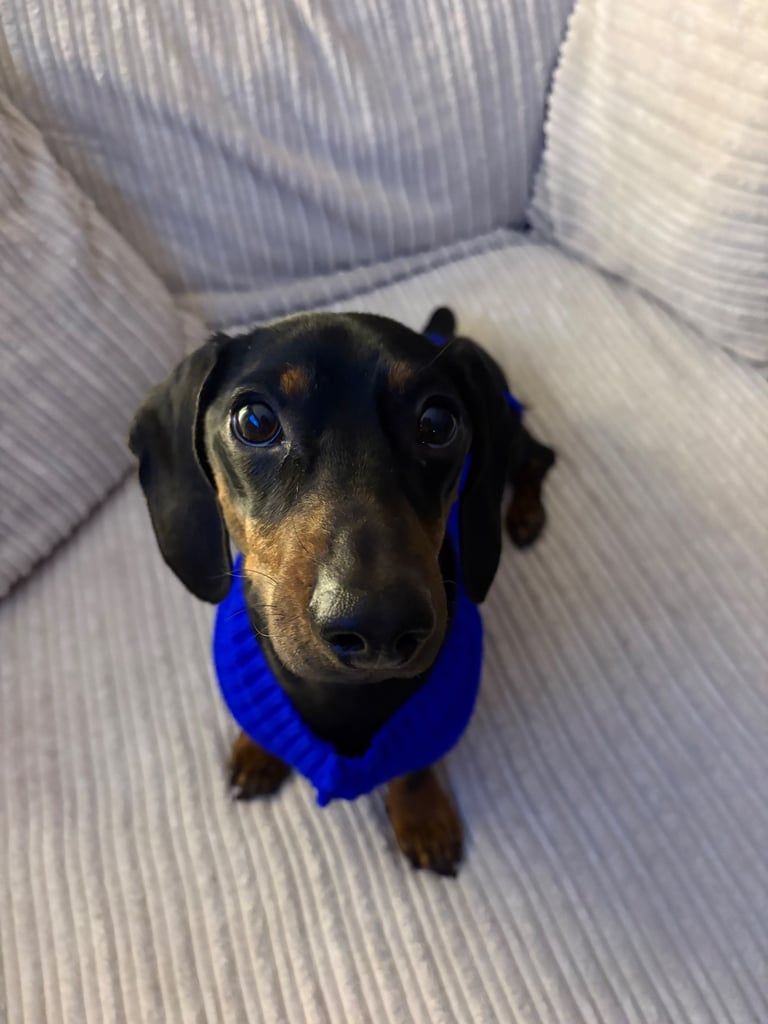 Male Dachshund 