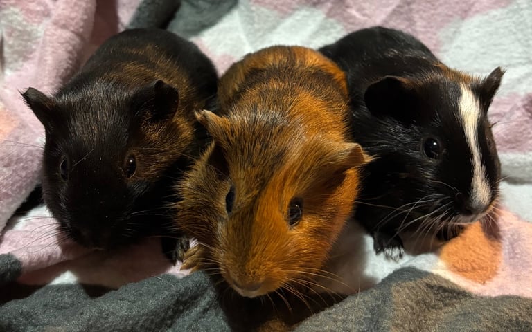 X3 baby girl x1 boy guinea pigs.