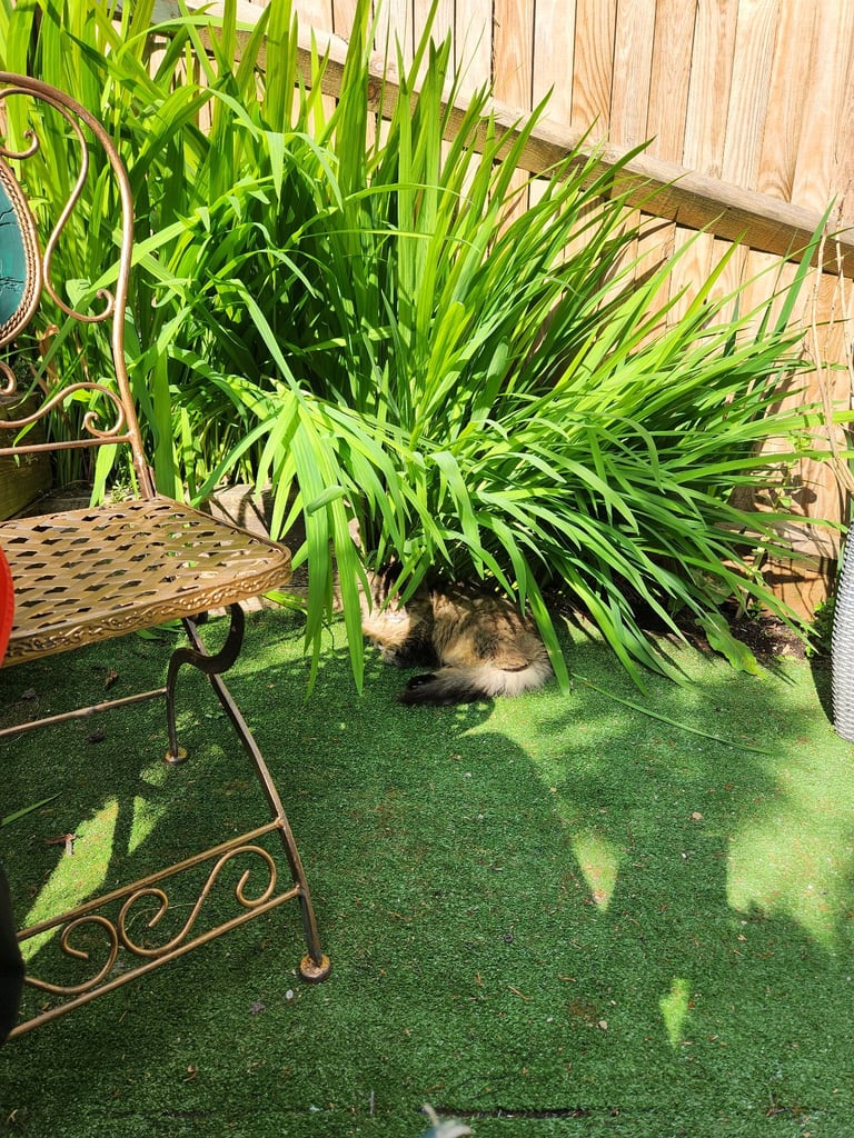 Adult long hair female cat