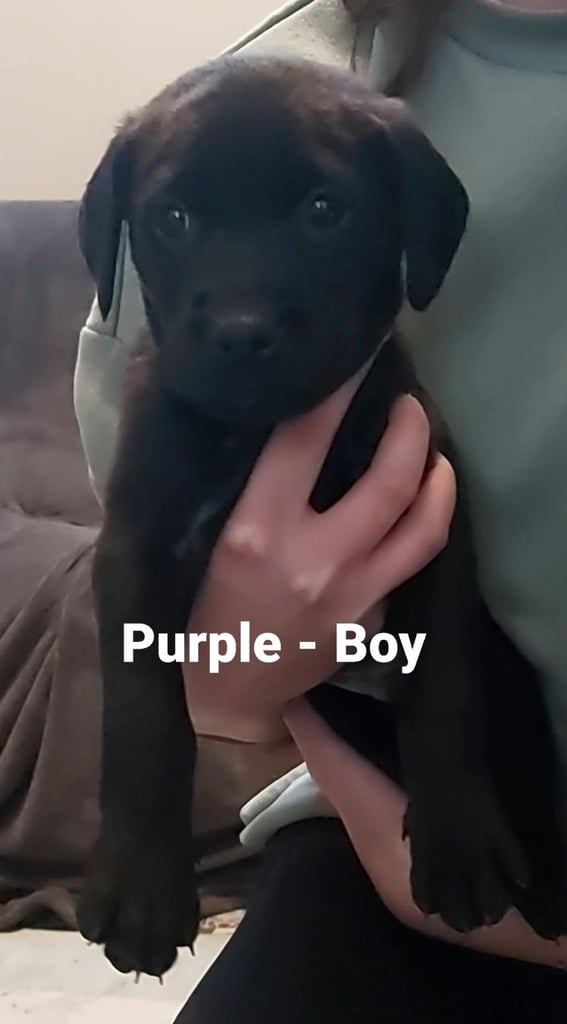 Lab Cross Puppies for Sale