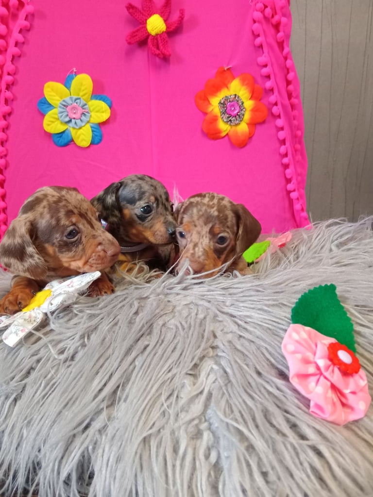 3 miniature duschund 🐶 puppies 