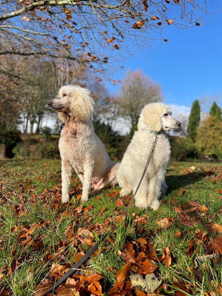 Standard poodle pup - one left