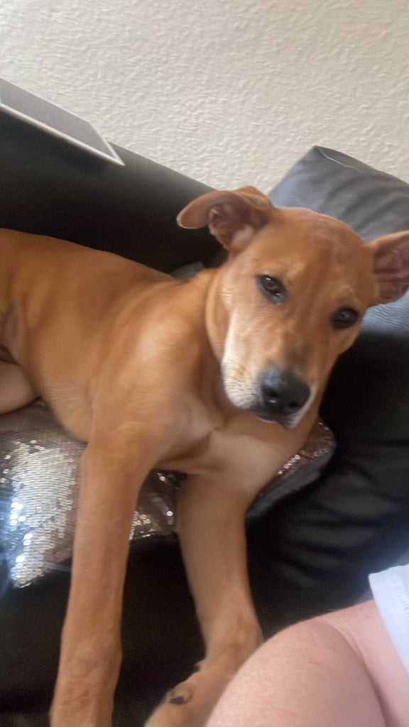image for Dog for sale 