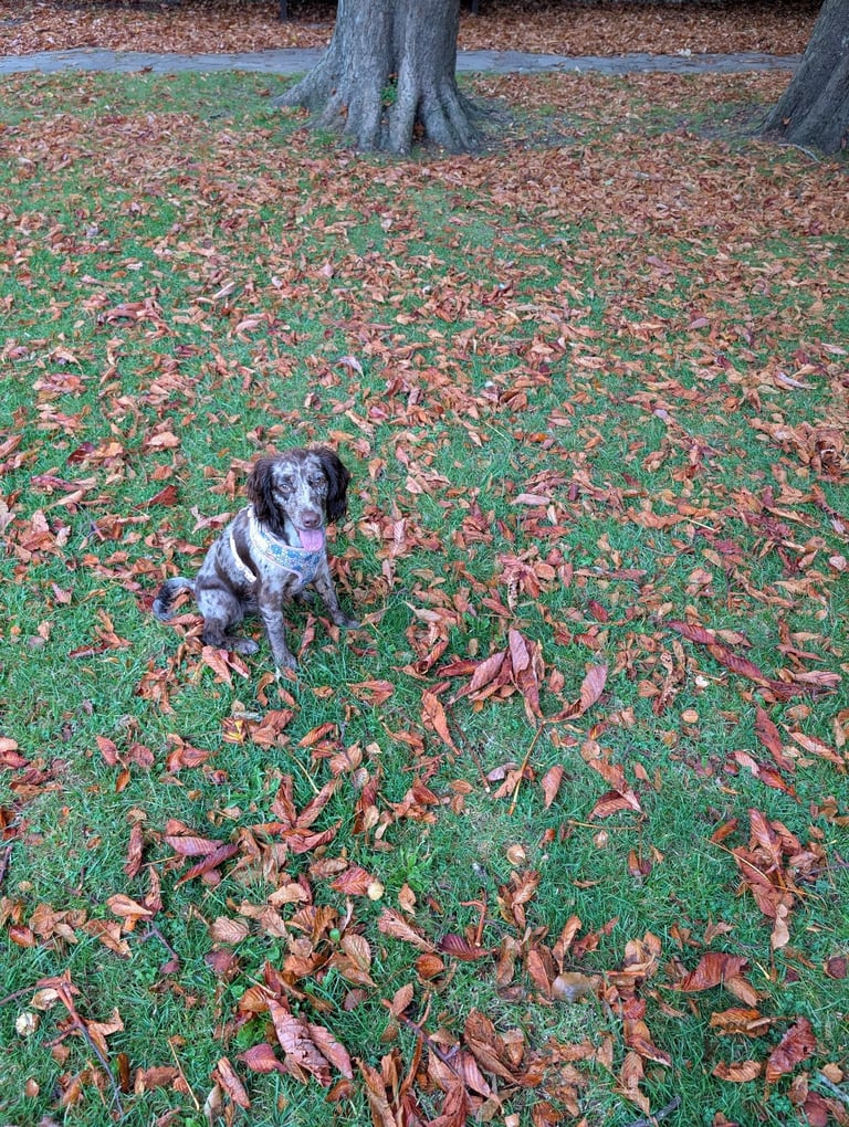Cocker spaniel rehome